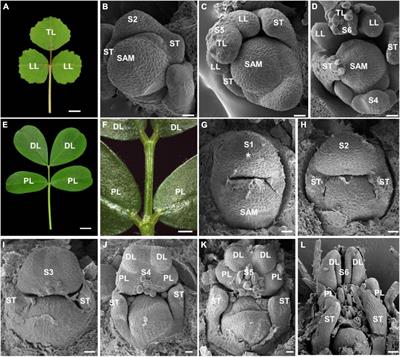 Developmental Analysis of Compound Leaf Development in Arachis hypogaea